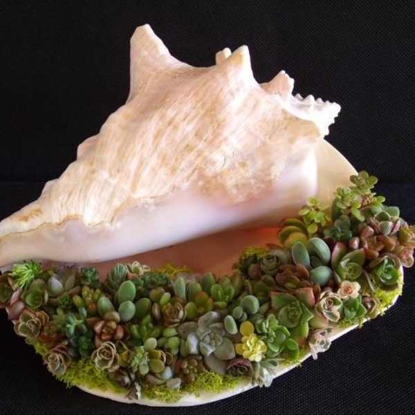 sea Shells n succulents