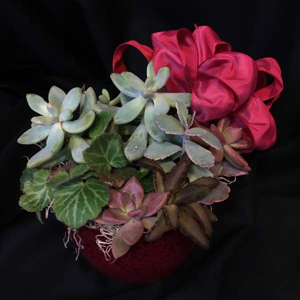 Small Succulent Garden