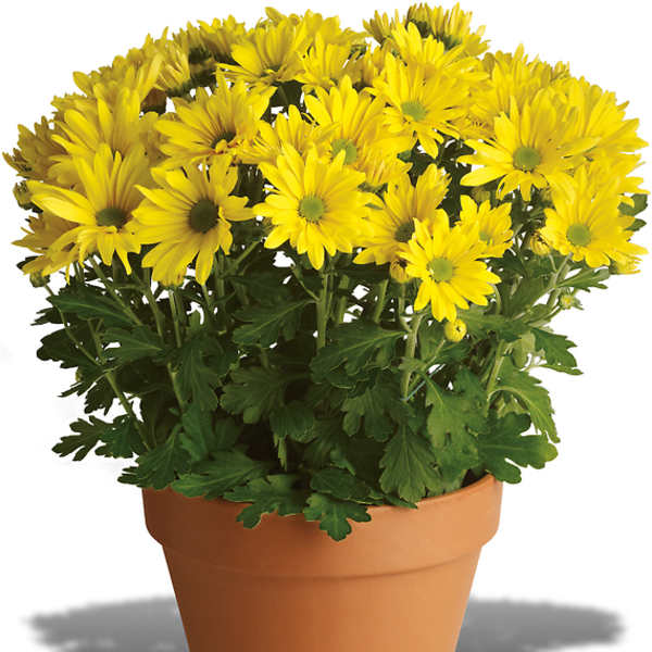 Yellow daisy-like flowers in a terracotta pot