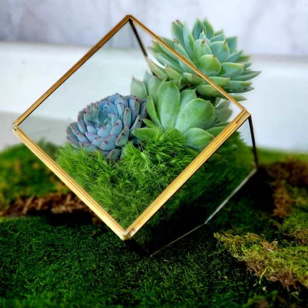 Succulents in a gold-framed glass terrarium on moss
