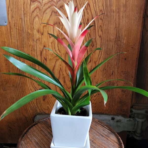 Potted bromeliad with pink and white upright bracts in a white square planter