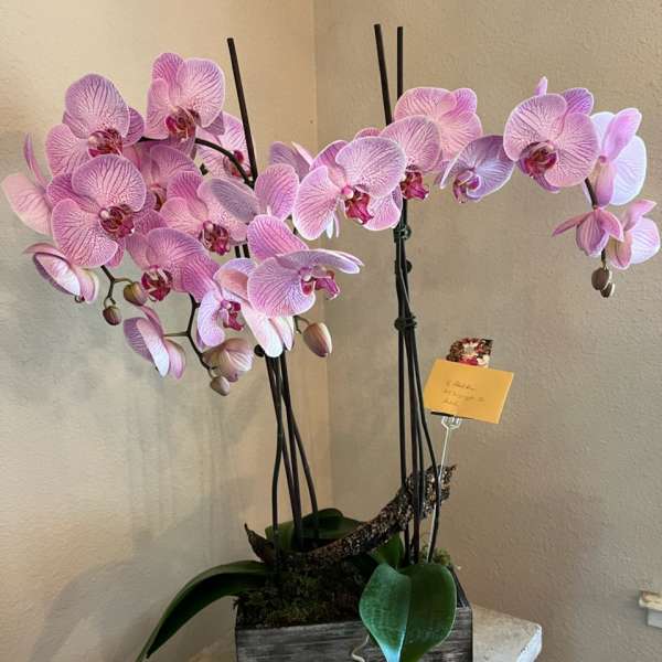 Pink orchid arrangement in a rustic wooden planter