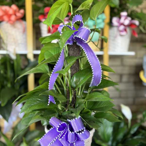Potted green plant in a white basket with purple ribbon bows