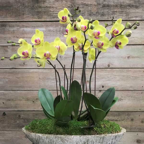 Yellow orchids in a shallow stone planter with moss