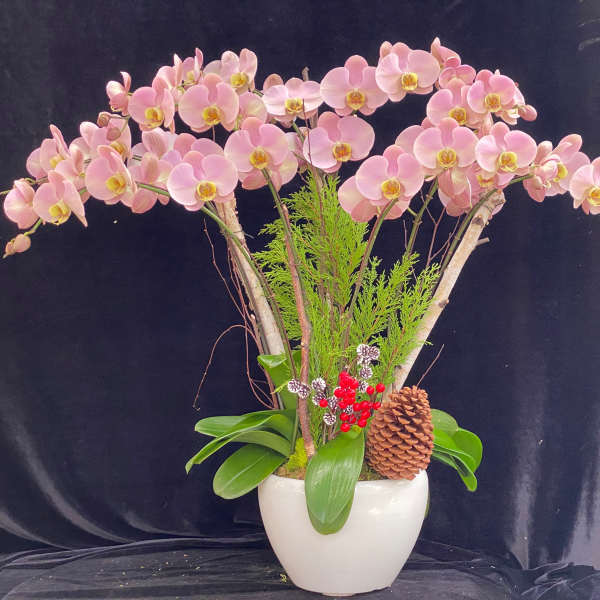Pink orchid arrangement in a white pot with pinecones and red berries
