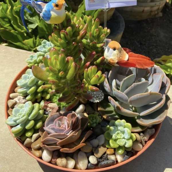 Succulent arrangement in a shallow pot with two decorative bird picks and a blank card