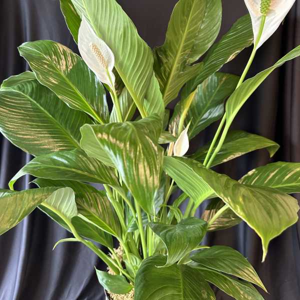 White peace lilies in a leafy green plant arrangement