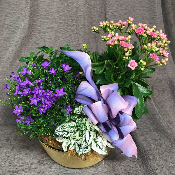 Potted arrangement with purple and pink flowers and a lavender ribbon