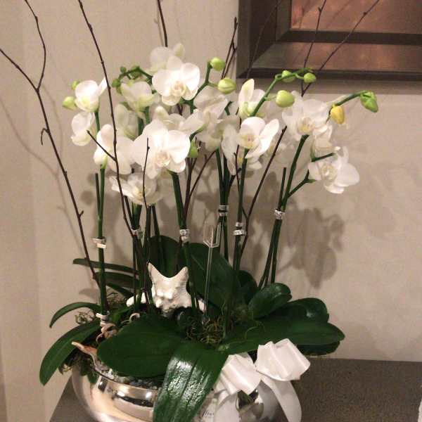 White orchids arranged in a silver bowl with a white ribbon