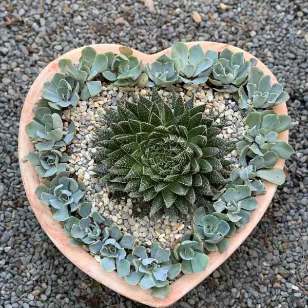 Heart-shaped planter with succulents and pebbles