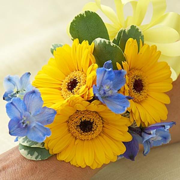 Yellow gerbera daisies with blue flowers and a ribbon wristlet corsage