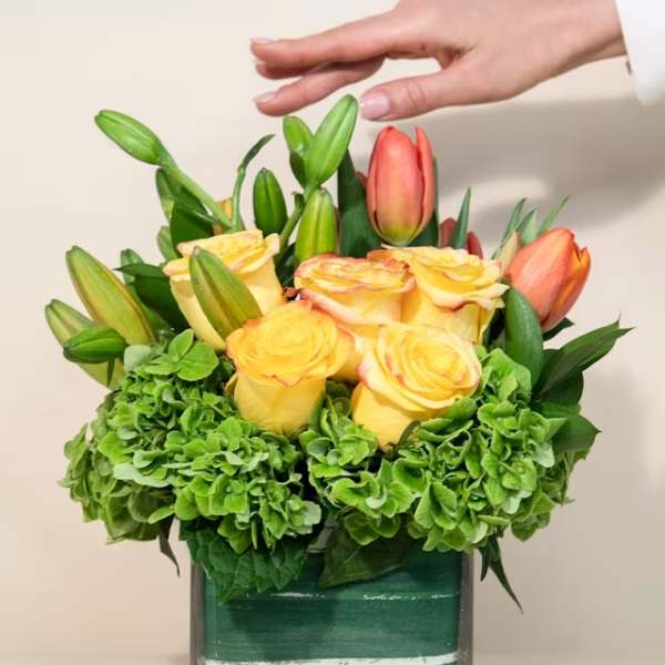 Yellow roses and coral tulips in a square glass vase with green hydrangeas