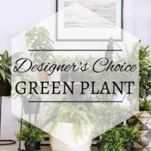 Designer’s choice green plant in a white pot