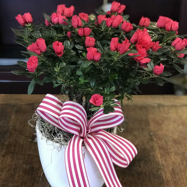 Pink azalea plant in a white pot with a striped ribbon bow