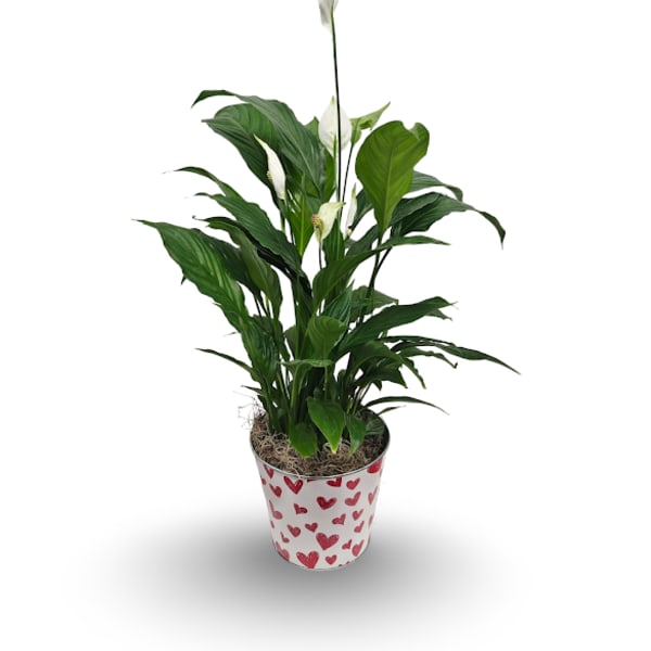 6" Peace Lily Plant