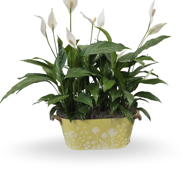 Double Peace Lily Plant