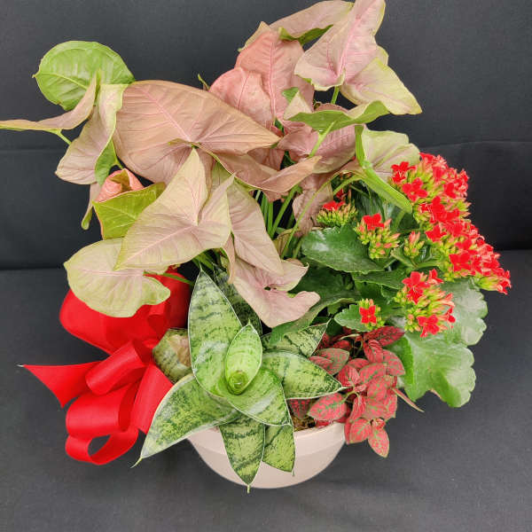 Premium houseplant mixed bowl