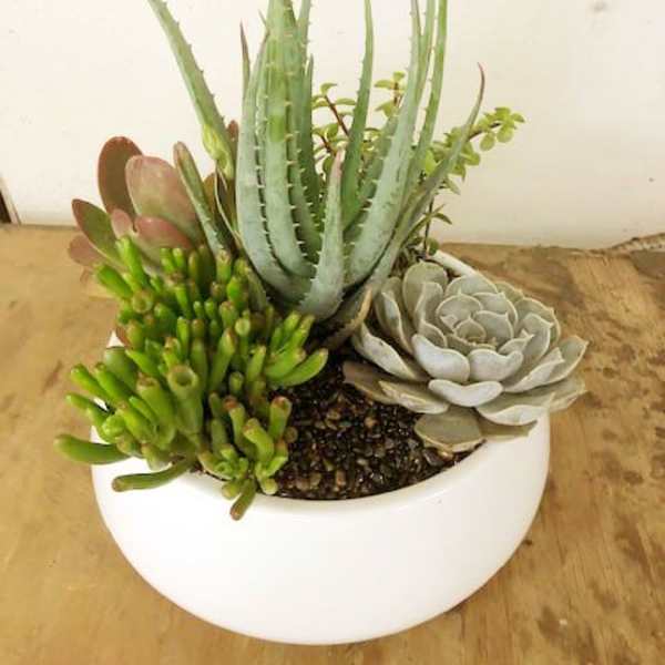 Succulent arrangement in a white bowl planter