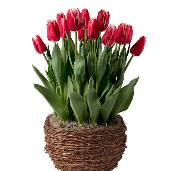 Pink tulips in a woven basket planter
