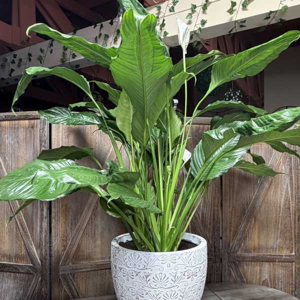 Peace Lily