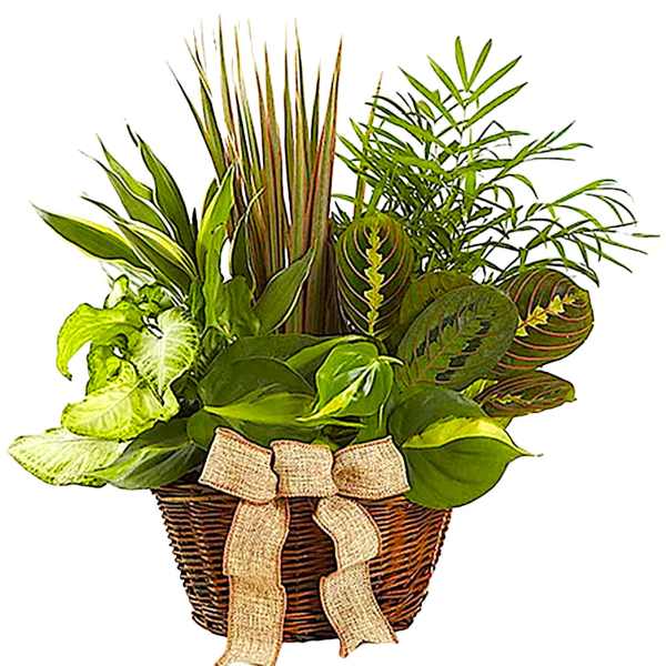 Basket of assorted green houseplants with a burlap bow