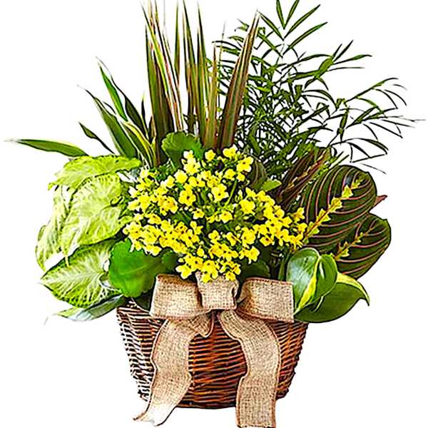Basket of yellow flowers and assorted green plants with a burlap bow