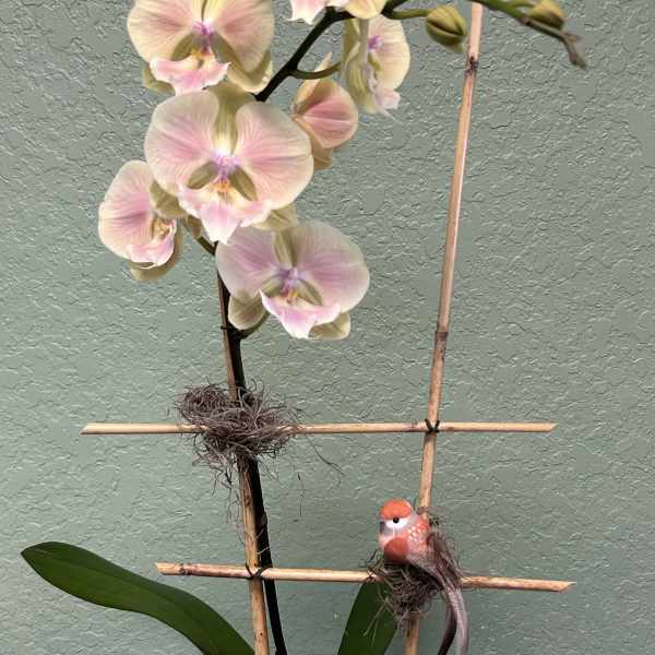 Potted orchid with pale pink blooms and a small bird decoration
