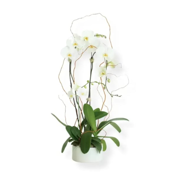 White orchid plant in a white pot with curly decorative branches