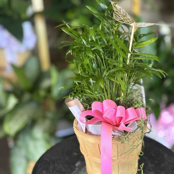 Potted green plant in a wicker basket with a pink ribbon