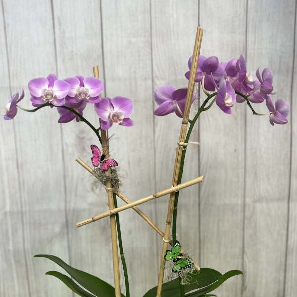 Two purple orchids in a mosaic pot with bamboo stakes