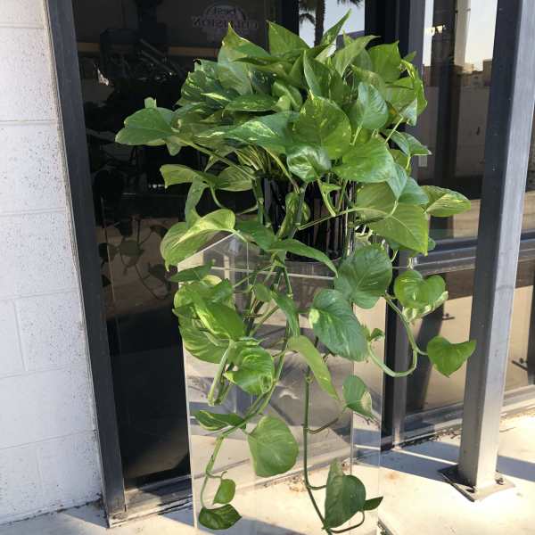 Trailing pothos plant in a clear acrylic pedestal stand
