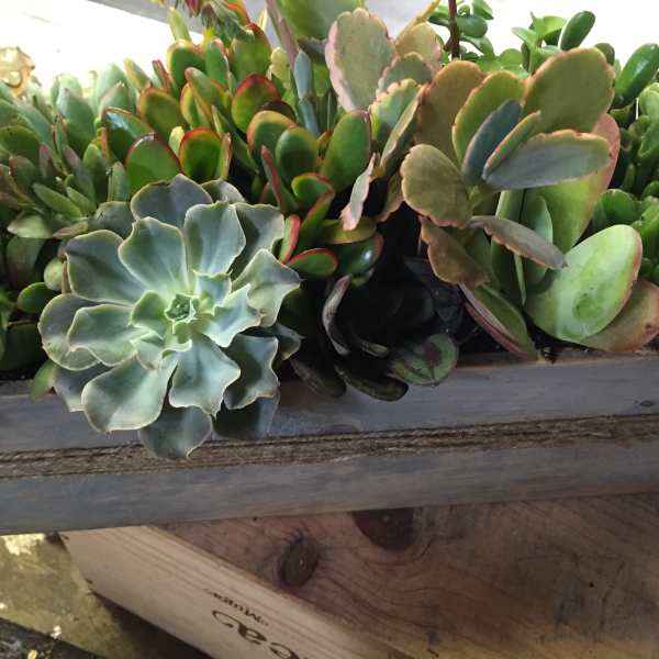 Tray of assorted succulents in a wooden planter