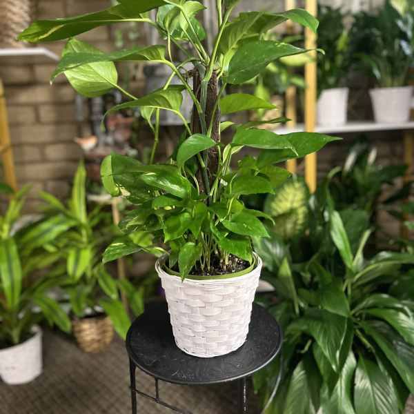 Potted green houseplant in a white woven basket planter