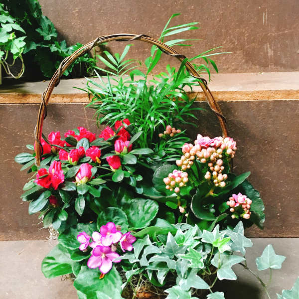 Basket of potted flowering plants with pink blooms and ivy