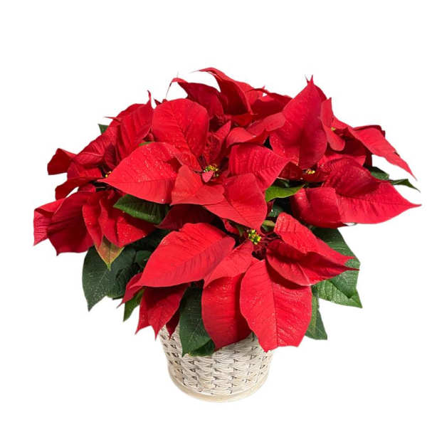 8 Inch Poinsettia