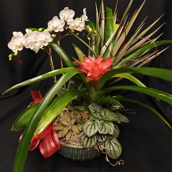 Orchid bromeliad indoor garden