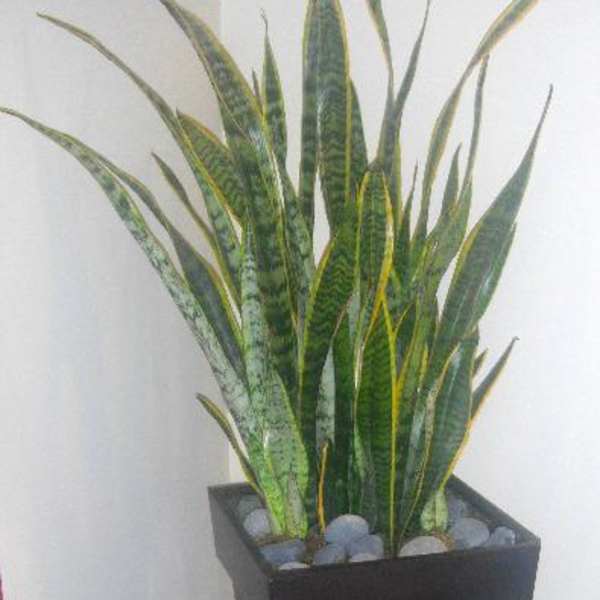 Tall snake plant in a black planter with decorative stones