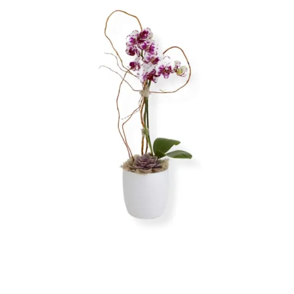 Potted orchid arrangement with purple-and-white blooms in a white planter