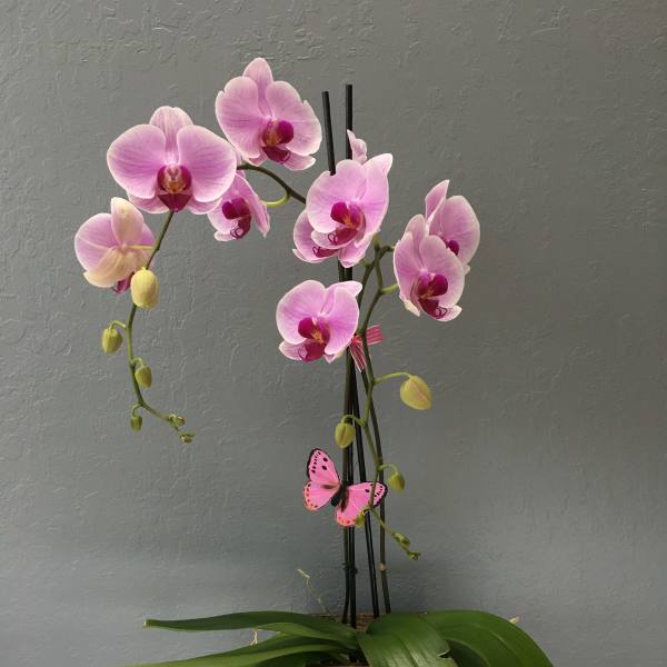 Pink orchid plant in a wooden container with a butterfly decoration