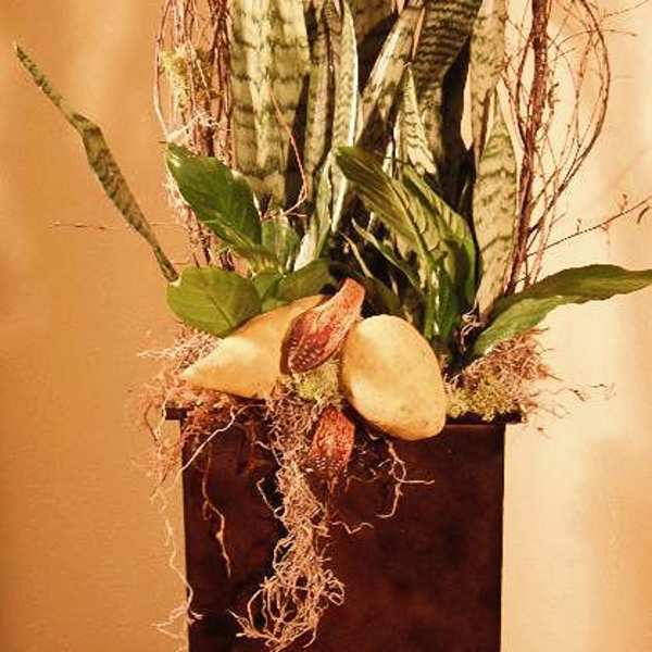 Tall arrangement of snake plants in a dark rectangular planter