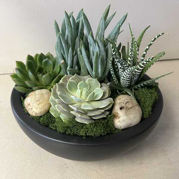 Succulent arrangement in a black bowl with moss and stones