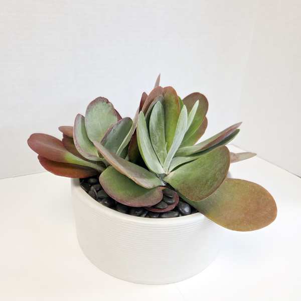 Potted succulent arrangement in a white bowl with black stones