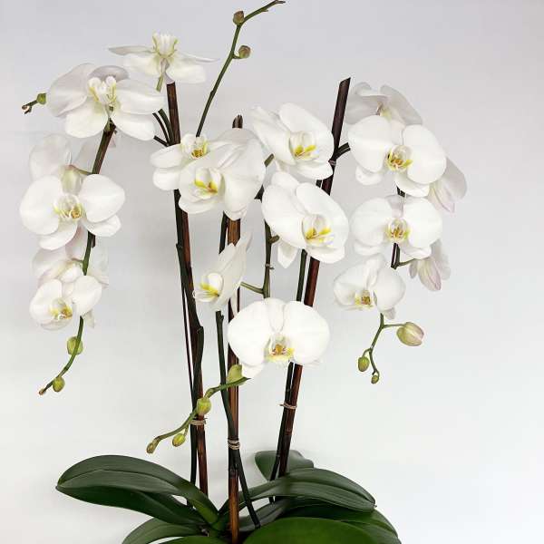 White orchids in a white pot with broad green leaves