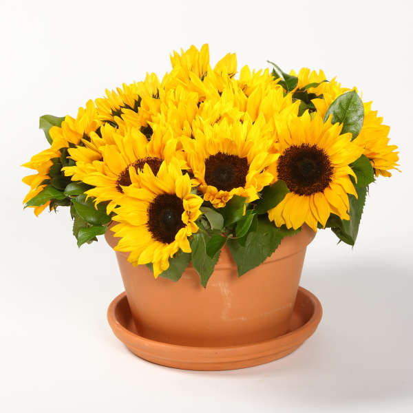 Pot of bright yellow sunflowers in a terracotta planter