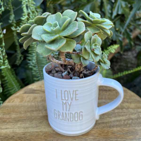 Potted succulent in a white mug with "I LOVE MY GRANDDOG" text