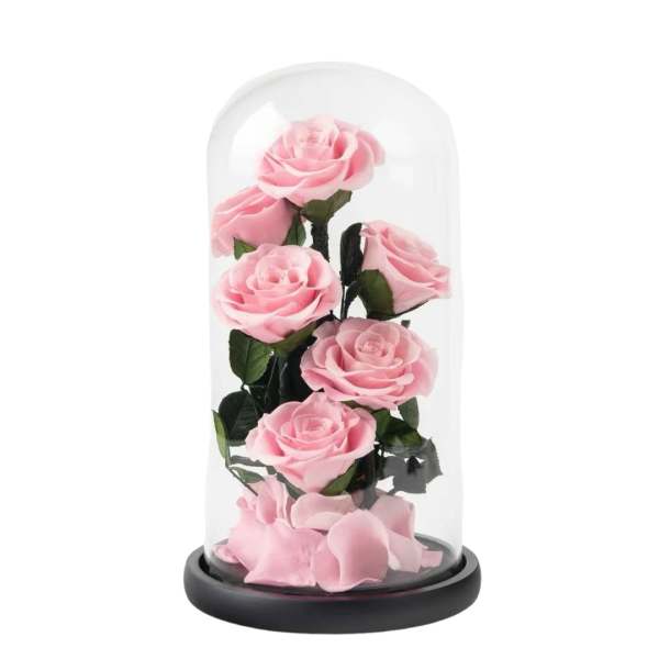 Pink roses under a glass dome on a black base