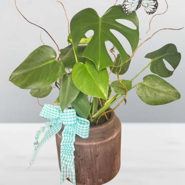 Potted monstera plant with a butterfly decoration and gingham ribbon