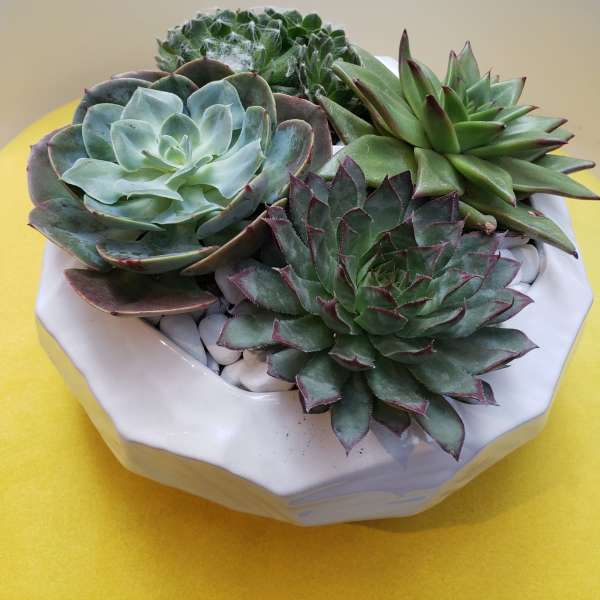 Succulent arrangement in a white ceramic bowl with white stones