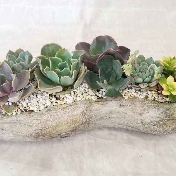 Log Succulent Planter