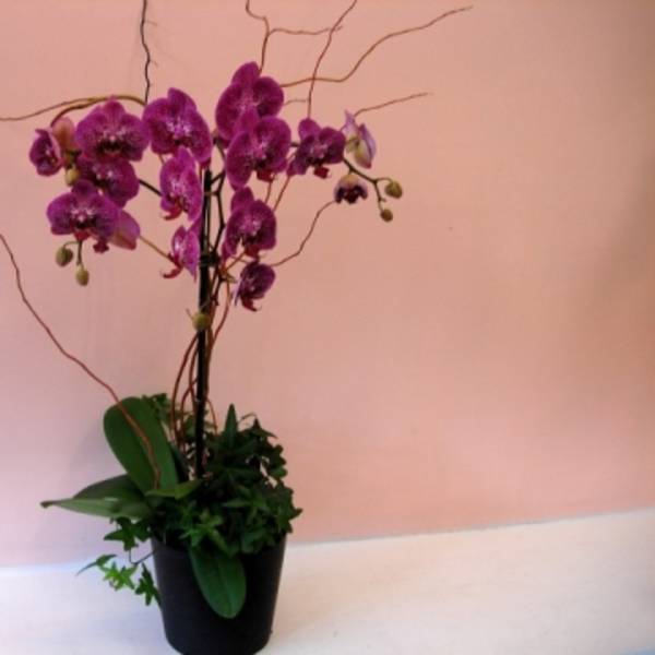 Purple Phalaenopsis Orchid